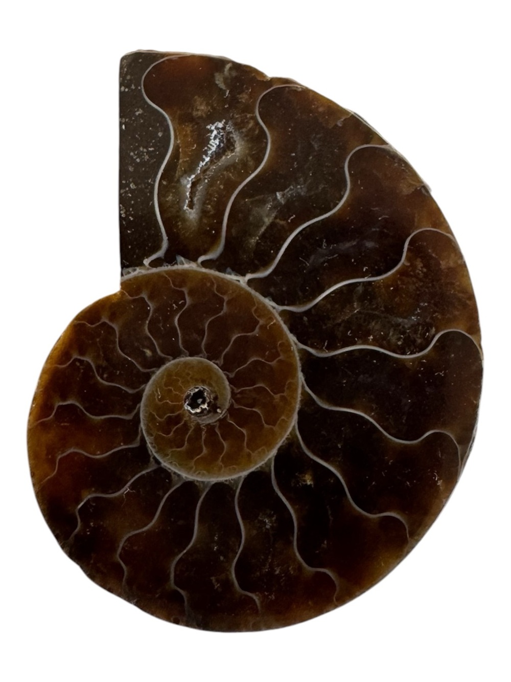 Polished Ammonite Fossil Slice - Deep Brown Spiral